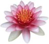 Waterlelie Zuilen